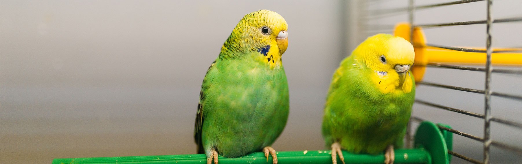 Pet Store Banner