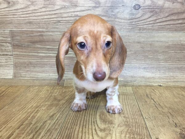 Dachshund DOG Male Red Pie 7356 Petland Athens, OH