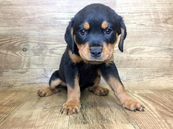 Rottweiler DOG Female Black and Tan 7358 Petland Athens, OH