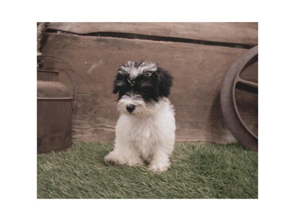 Schnoodle DOG Female Black 7372 Petland Athens, OH