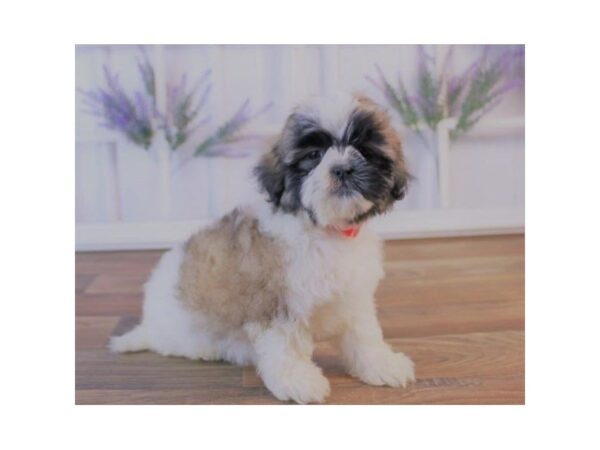 Shih Tzu DOG Female Gold / White 7382 Petland Athens, OH