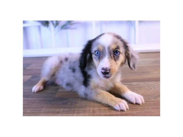 Australian Shepherd DOG Female Black Merle 7384 Petland Athens, OH