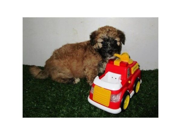 Bichon Frise/Soft Coated Wheaten Terrier-DOG-Male-Wheaten-7388-Petland Athens, OH