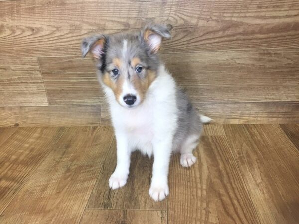 Shetland Sheepdog DOG Female Blue Merle 7381 Petland Athens, OH