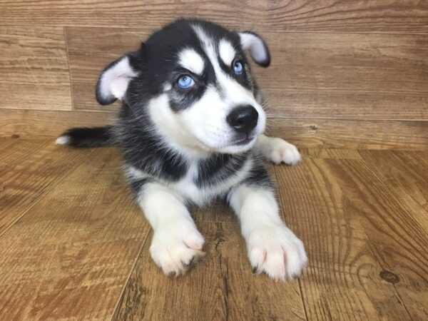 Siberian Husky DOG Male Black & White 7389 Petland Athens, OH