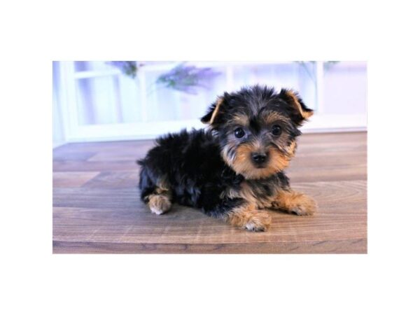 Yorkshire Terrier-DOG-Female-Black / Tan-7400-Petland Athens, OH