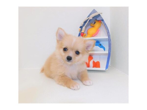 Pomeranian/Chihuahua DOG Male Orange 7398 Petland Athens, OH