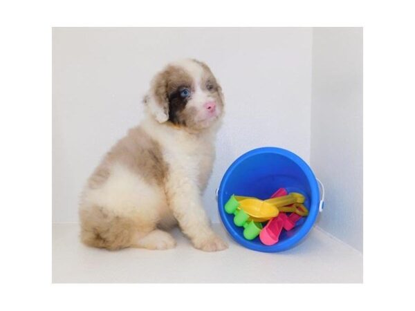 Aussiedoodle DOG Male Red Merle 7399 Petland Athens, OH