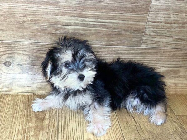 Morkie-DOG-Female-Black / Tan-7378-Petland Athens, OH