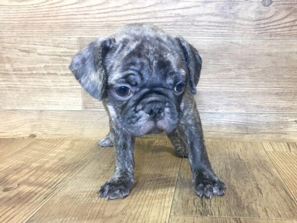 French Bulldog / Pug DOG Female Rev Brdl 7393 Petland Athens, OH