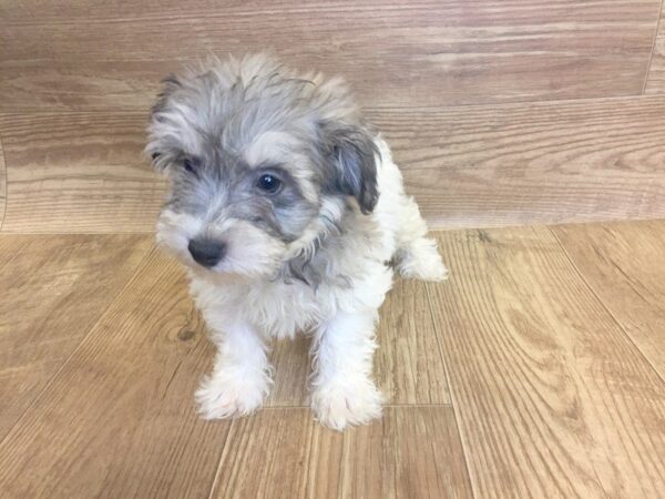 Teddy Bear DOG Male BRN WH 7403 Petland Athens, OH