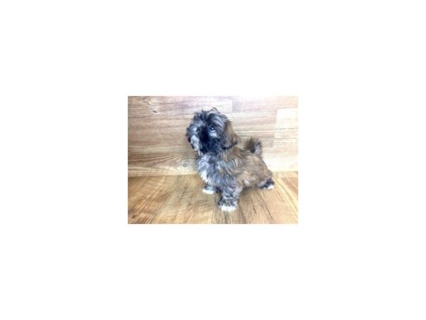 Shih Tzu DOG Female Gold 7408 Petland Athens, OH