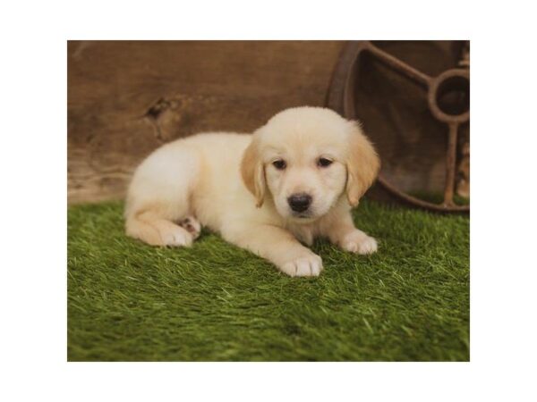 Golden Retriever DOG Female Golden 7410 Petland Athens, OH
