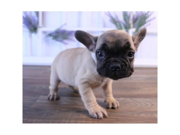 French Bulldog-DOG-Male-Fawn-7409-Petland Athens, OH