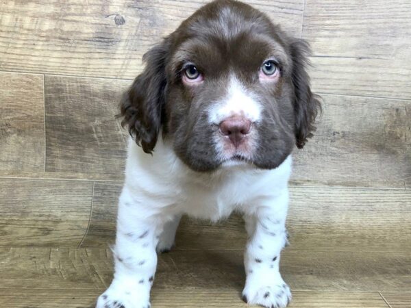 Mini Hippo DOG Male choc wh 7412 Petland Athens, OH