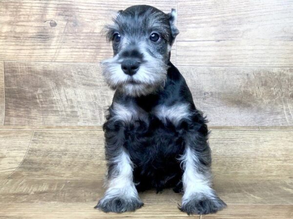 Miniature Schnauzer DOG Male BLK SILVER 7413 Petland Athens, OH