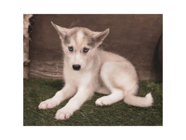 Siberian Husky DOG Female Sable / White 7417 Petland Athens, OH