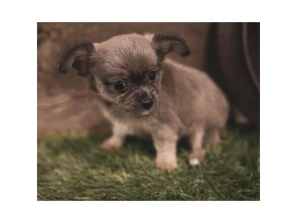 Chihuahua-DOG-Male-Black Sabled Fawn-7414-Petland Athens, OH