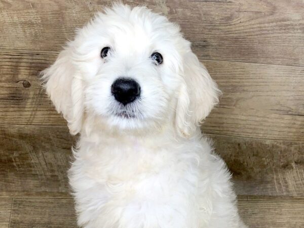 Goldendoodle-DOG-Male-Light Golden-7411-Petland Athens, OH