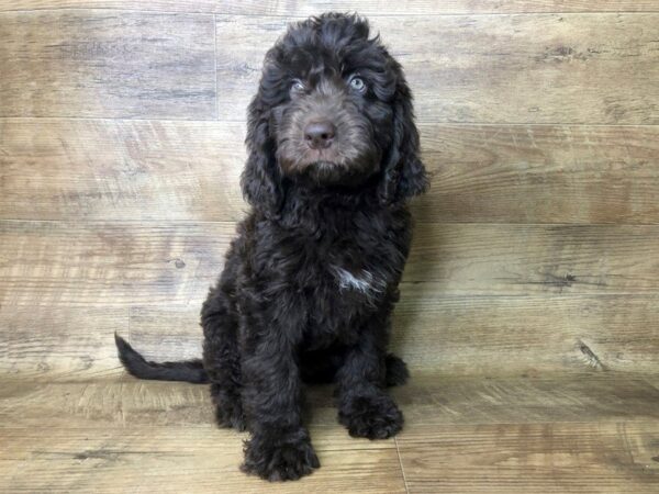 Newfiepoo-DOG-Female-Chocolate White-7418-Petland Athens, OH