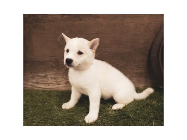 Shiba Inu DOG Male White 7425 Petland Athens, OH