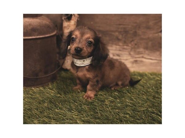 Dachshund-DOG-Male-Wild Boar-7423-Petland Athens, OH