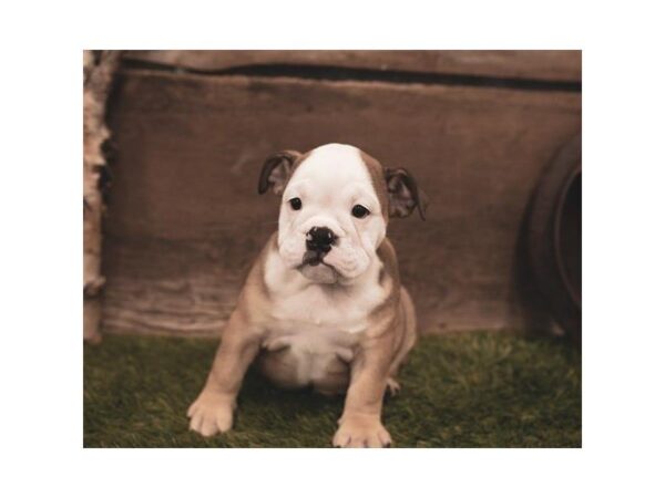 Bulldog DOG Female Fawn 7422 Petland Athens, OH