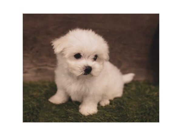 Maltese DOG Female White / Tan 7424 Petland Athens, OH