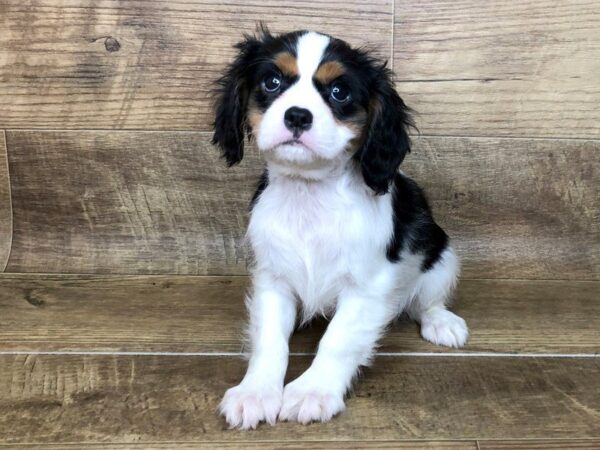 Cavalier King Charles Spaniel DOG Male TRI 7427 Petland Athens, OH