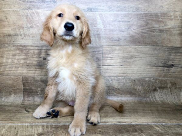 Golden Retriever DOG Female Rustic Gold 7432 Petland Athens, OH
