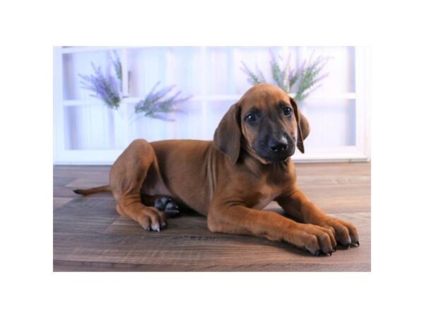 Rhodesian Ridgeback-DOG-Male-Red-7439-Petland Athens, OH