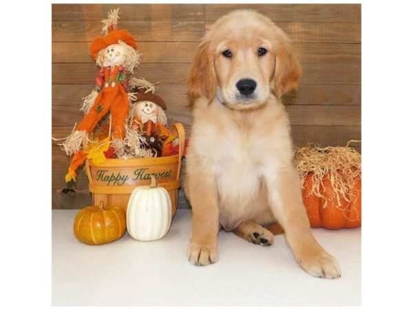 Golden Retriever DOG Male Golden 7440 Petland Athens, OH