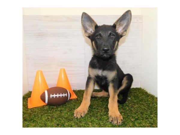 German Shepherd DOG Male Black / Tan 7441 Petland Athens, OH