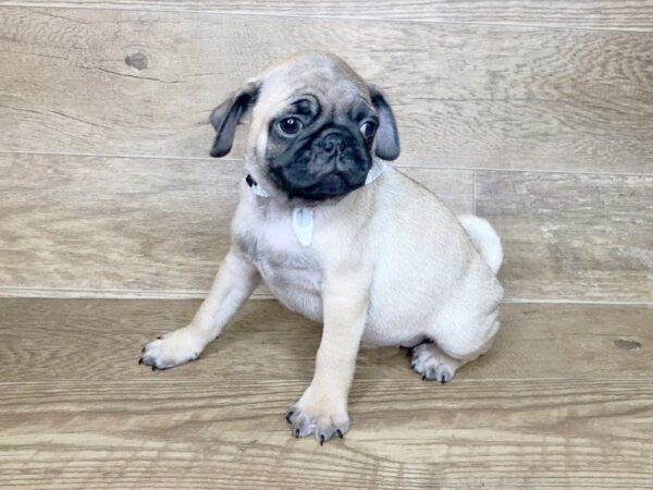 Pug DOG Male fawn 7437 Petland Athens, OH