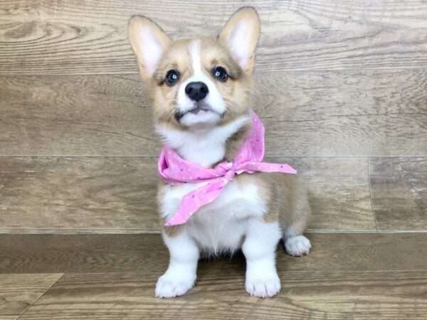 Pembroke Welsh Corgi DOG Female RED WHITE 7430 Petland Athens, OH