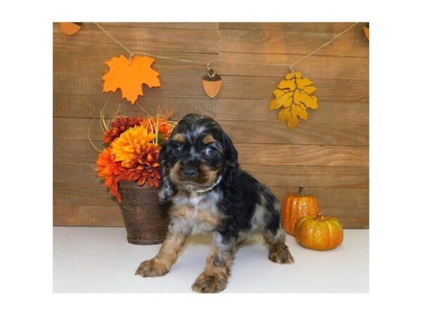 Cocker Spaniel DOG Male Blue Roan 7447 Petland Athens, OH