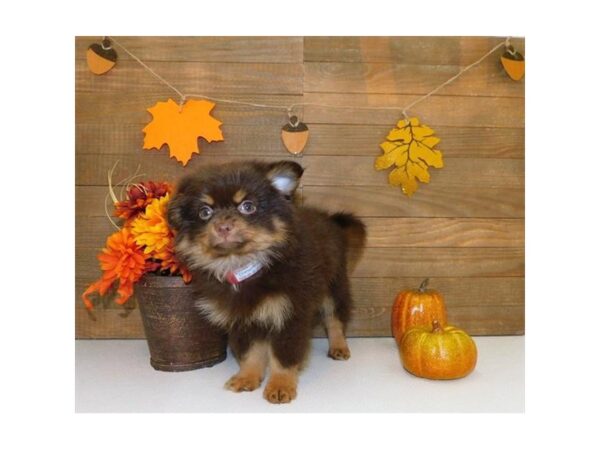 Pomeranian DOG Male Chocolate / Tan 7448 Petland Athens, OH