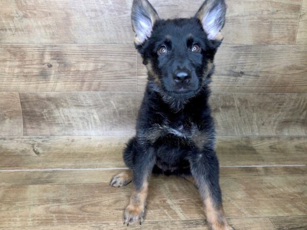 German Shepherd DOG Female Black and Tan 7446 Petland Athens, OH