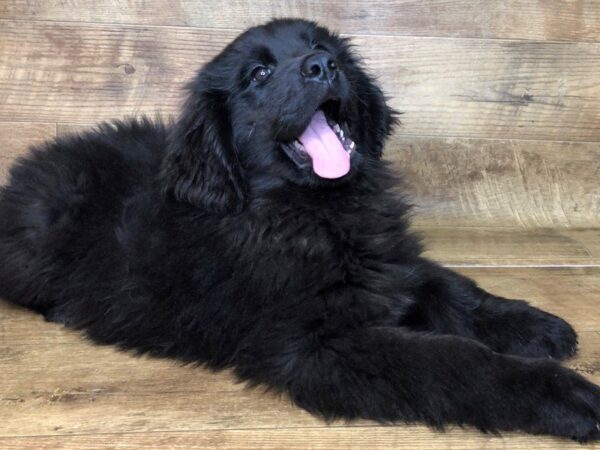 Newfoundland-DOG-Male-BLK-7438-Petland Athens, OH