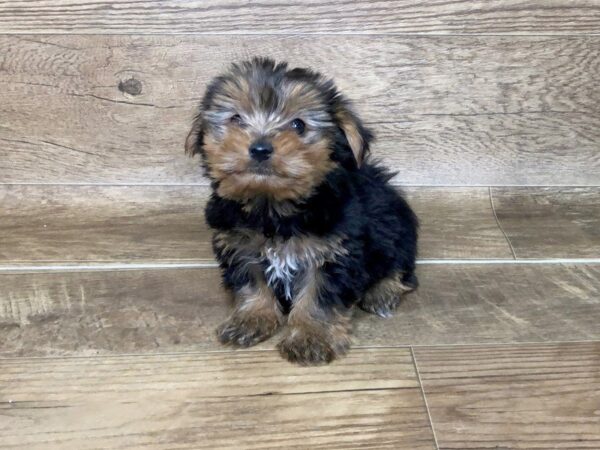 Yorkshire Terrier-DOG-Male-BLK TAN-7452-Petland Athens, OH