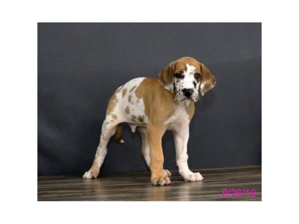 Great Dane DOG Male Fawnequin 7454 Petland Athens, OH