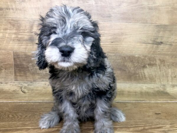 Golden Doodle DOG Female Blue Merle 7459 Petland Athens, OH