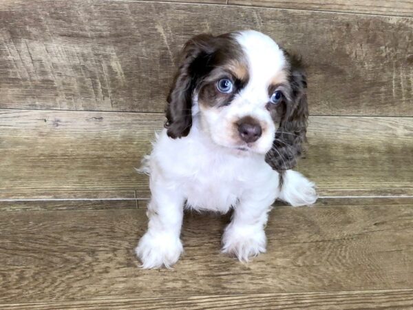 Cocker Spaniel DOG Male CHOC WHITE 7457 Petland Athens, OH