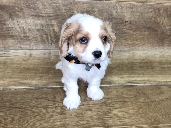 Cava Chon-DOG-Female-BLENHIEM-7455-Petland Athens, OH