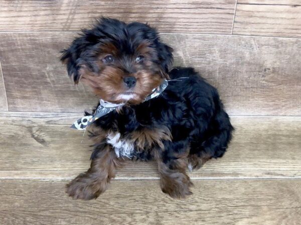 Morkie-DOG-Male-BLK TAN-7450-Petland Athens, OH