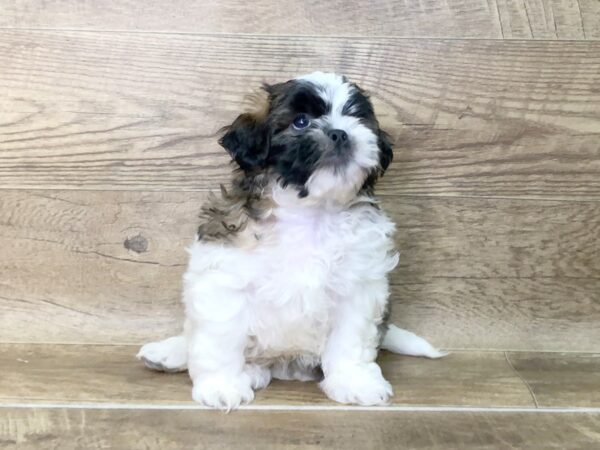 Shih Tzu DOG Male brown white 7456 Petland Athens, OH