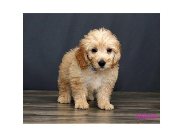 Goldendoodle Mini DOG Male Golden 7467 Petland Athens, OH