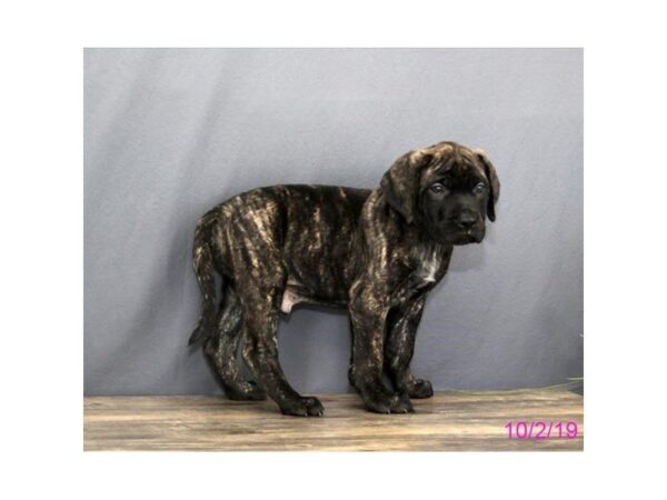 Mastiff DOG Male Brindle 7464 Petland Athens, OH