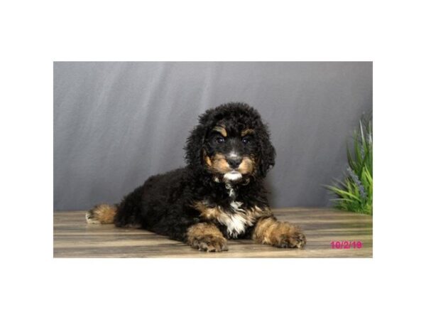 Bernadoodle-DOG-Female-Black Rust / White-7466-Petland Athens, OH