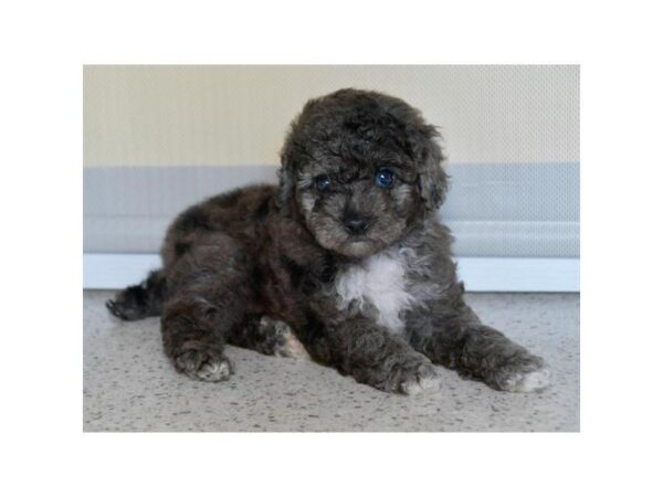 Poodle Mini DOG Male Blue Merle 7465 Petland Athens, OH